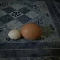 Namun karena bentuknya yang khas bobot ayam jantan dewasa hanya sekitar 350 gram. Jual Jual Telur Ayam Jantan Telur Ayam Jago Kampung Di Lapak Maria Dias Bukalapak