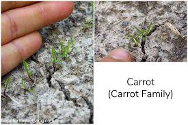 How To Identify Seedlings In The Vegetable Garden A