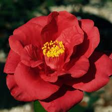 William belonged to several clubs and social organizations, including the san diego photographic society, the san diego camellia society, the elks and the italian american civic association. Greater Fort Walton Beach Camellia Society Home Facebook