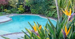 What To Plant Around A Swimming Pool Bioguard Aus Nz Around the pool string lighting.