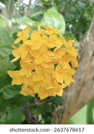 Image result for Loxodera