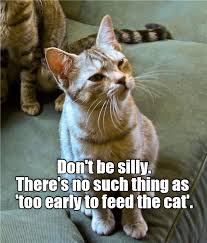 That Just Makes No Sense Cat Quotes Funny Cute Funny Animals Funny Cat Memes