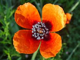 Mohn, auch schlafmohn oder papaver somniferum genannt, ist eine heilpflanze mit einer starken wirkung. Sand Mohn Papaver Argemone Natura Samen De