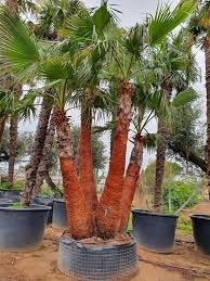 Ce palmier de grande envergure peut atteindre jusqu'à 10 mètres de hauteur et possède un feuillage totalement unique en forme de couronne large et bien haute. Washingtonia Filifera 5