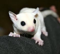 A solfa syllable liquidación petauros de azucar comiendo farinetas sociabilizados. 27 Sugar Babies Ideas Sugar Glider Animals Gliders