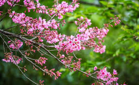 Does anyone know the name of the deep purple fowering tree seen along the lie blooming in late april? Top 10 Beautiful Indian Flowering Trees Ornamental Trees