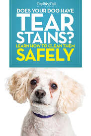 Pour a few drops of baby shampoo on a moistened cloth. The Natural Way To Remove Tear Stains On Dogs Dog Tear Stains Tear Stain Removal Dogs Tear Stains