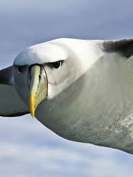 Albatross facts | Birds | BBC Earth | BBC Earth