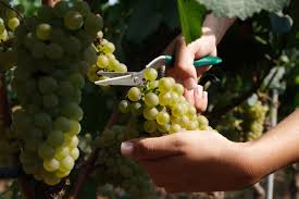 Uva agata è il nome dato al botryoidal purple chalcedony che è stato recentemente scoperto in indonesia. Uva Di Puglia Igp Qualigeo