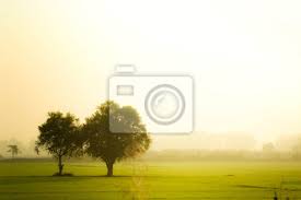Arvores No Campo Linda Luz Verde Luz Do Sol Luz Ensolarada Adesivos Para A Parede Beatiful 2 Paisagens Myloview Com Br