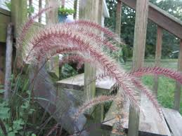 Image result for Cenchrus setaceus