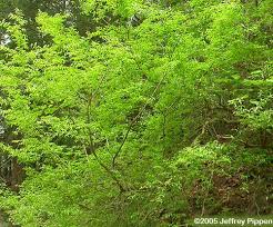 Image result for Bussea xylocarpa