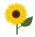 Image result for sunflower gif