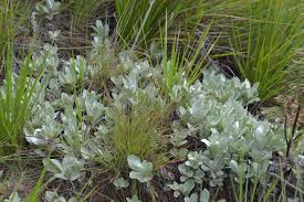 Image result for Helichrysum acutatum