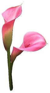 Pin On Png Kvety