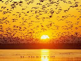 Résultat de recherche d'images pour "image envol d'oiseau"