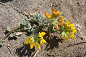 Image result for Lotus mlanjeanus