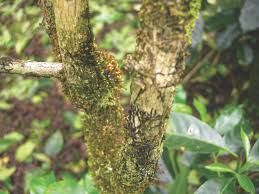 The plants most similar to. Basic Plant Biology Keeping The Coffee Plant Happy Specialty Coffee Association News