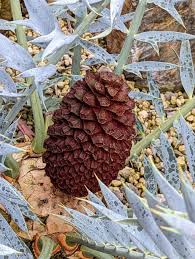 Image result for Encephalartos