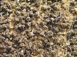 A couple of weeks ago i found what looked like a lot of tiny bumblebees (about 15) dead in the bathroom. 460 Dead Bees Photos Free Royalty Free Stock Photos From Dreamstime