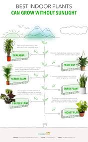 This indoor plant can easily grow without sunlight and can also purify the air of carbon monoxide. Most Of Us Do Not Have An Idea That There Are Many Plants That Don T Need Sunlight At All Because It I Indoor Flowering Plants Indoor Plants Best Indoor Plants