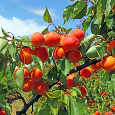 Abricotier Harogem Apricot Fruit