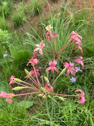 Image result for Pelargonium luridum