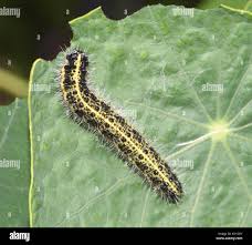 Braune raupe -Fotos und -Bildmaterial in hoher Auflösung – Alamy