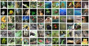 Biology The Unity And Diversity Of Life 15th Edition Answer Key Biodiversity In Rainforests