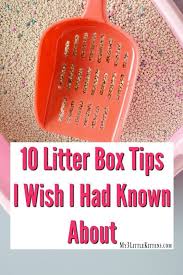 10 Litter Box Tips I Wish I Had Known About Cat Care Tips Pet Hacks Litter Box