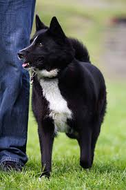 Image result for karelský medvědí pes