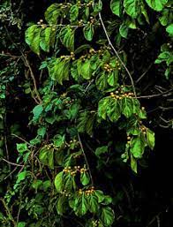 It features an abundance of magnificent orange berries in mid fall. Andere Kletterpflanzen Clematis Zrodlo Dobrych Pnaczy