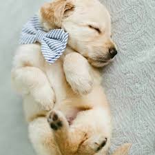When the time comes to bring a baby in their home, a lot of dog owners have a hard time deciding whether. 10 Cute Pictures Of Golden Retrievers