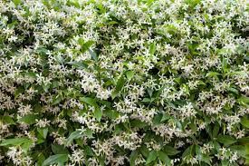 Winter jasmine about to bloom in the wintertime. Growing Confederate Jasmine Thriftyfun