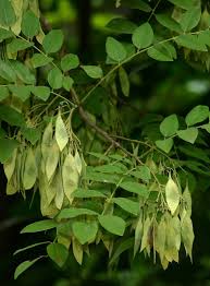 Image result for Commiphora