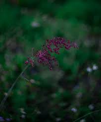 Image result for Melinis repens