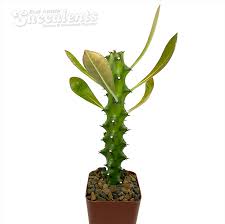 Image result for Euphorbia platycephala