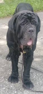 Neapolitan Mastiff Dog Breed Information And Pictures