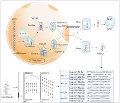 Image result for mir