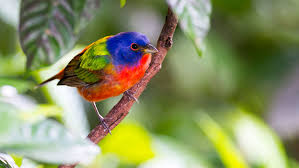 Pools, furniture, spas, service, supplies. Connect With Nature During The Great Backyard Bird Count
