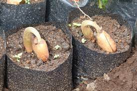 Kemudian spray dengan baja ezigrow. Cara Membuat Bibit Durian Cepat Berbuah Panen Damainesia
