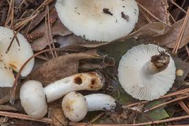 Image result for Russula perlactea