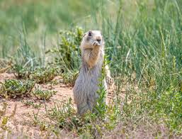 Image result for Cynomys gunnisoni obrázek