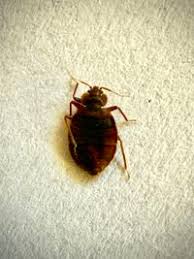 Image result for Cimex Lectularius L