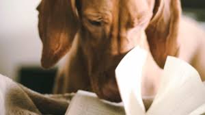 My life's going to change and if you like that you just took it away what if it was a hard enthusiast exactly took it away. The 18 Best Dog Poems For Every Wag Worthy Occasion Book Riot