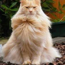 Warna kulitnya yang putih bersih, bersinar bagaikan sayap malaikat. 77 Kucing Ideas Cute Cats Beautiful Cats Cute Animals