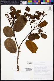 Image result for Bridelia duvigneaudii