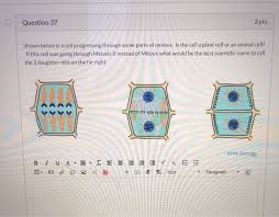 As models for human systems, researchers can use animal cells to examine a large range of disease mechanisms and assess novel therapies in animal models. Question 37 2 Pts Shown Below Is A Cell Progressing Chegg Com