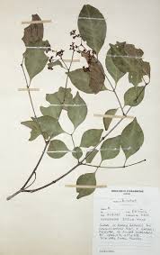 Image result for Hippocratea indica
