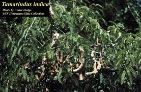 Image result for Tamarindus
